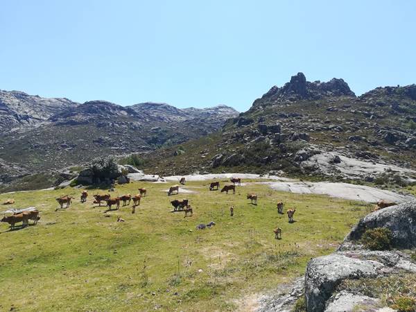 Caminhada na Serra do Gerês Borrageiro e Rocalva